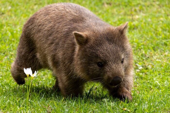 Adorable animal, a wombat, on grass, showcasing fun animal facts in a natural setting.