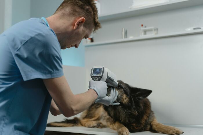 Veterinarian examining a dog's eye with medical equipment in a clinic setting.