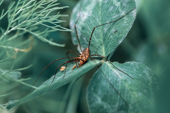 Spider on a green leaf, showcasing one of the cool facts about nature.