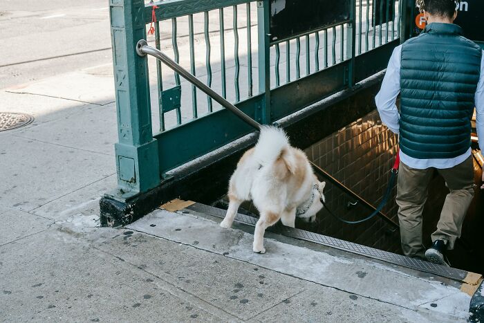 Dog confidently enters subway with owner, capturing mic-drop-moments vibe on a city street.