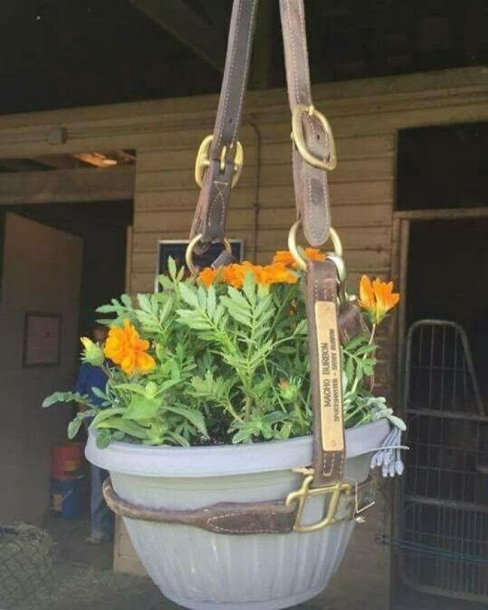 Hanging planter made from a recycled plastic container and leather belts, showcasing vibrant orange flowers.