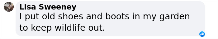 Text from Lisa Sweeney about using boots to deter wildlife, related to cowboy boots and fences.