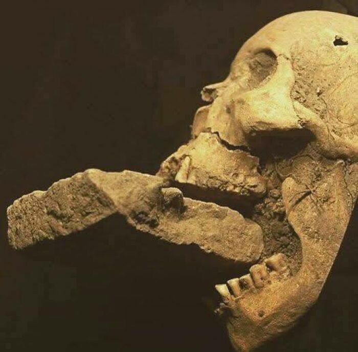 Ancient skull with rusted sword embedded, showcasing an interesting moment in history.