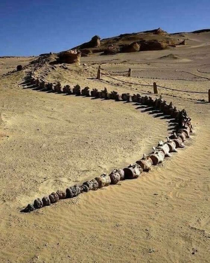 Ancient whale bones forming a curved line in a desert landscape, illustrating something interesting in history.