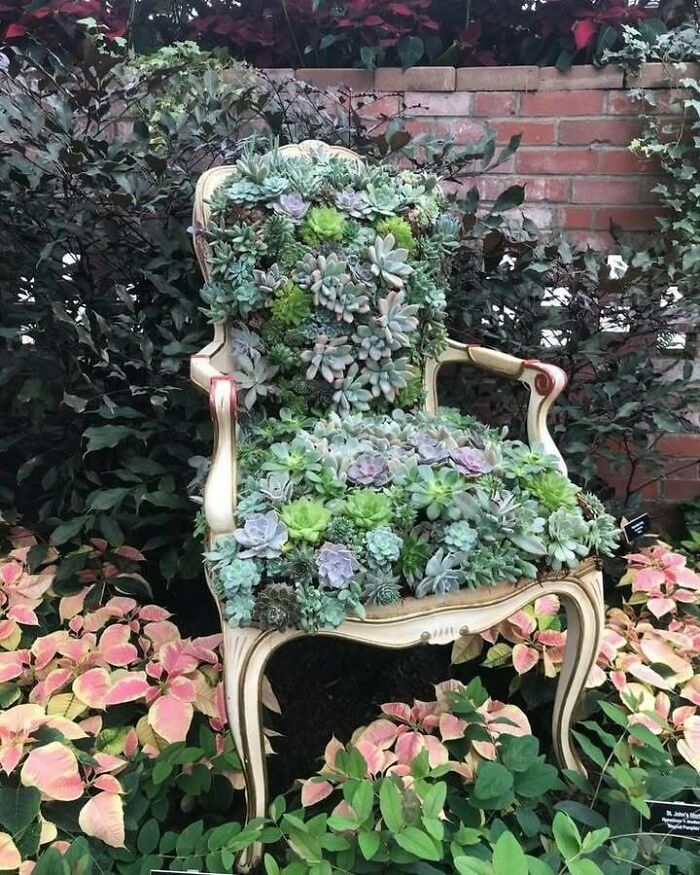 Chair covered with succulents, showcasing creative recycling in a garden setting.
