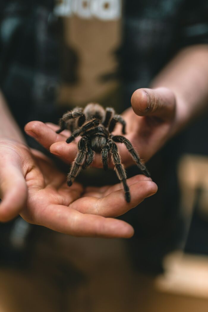 Person holding a tarantula in their hands, showcasing adorable animal facts.
