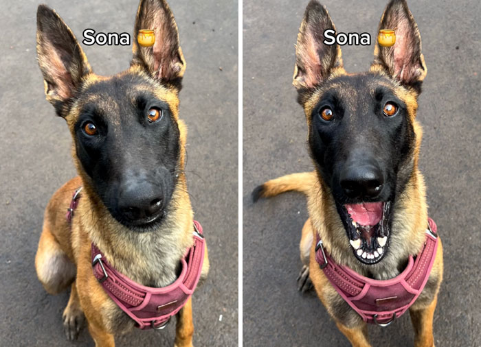 Dog before and after being told they're a good girl, Sona wearing a pink harness, looks delighted.