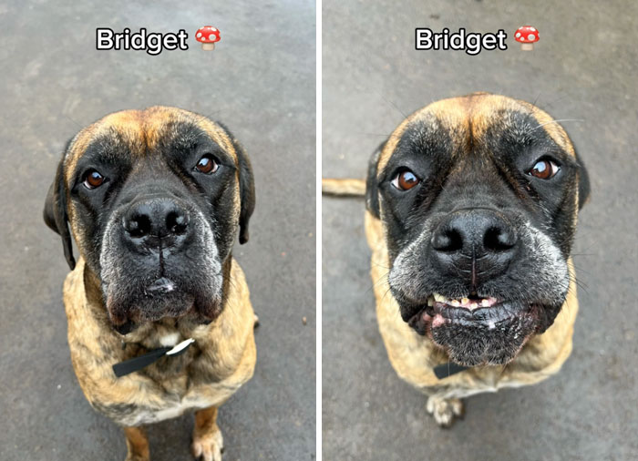 Bridget the dog before and after being told they're a good girl, showing different expressions.