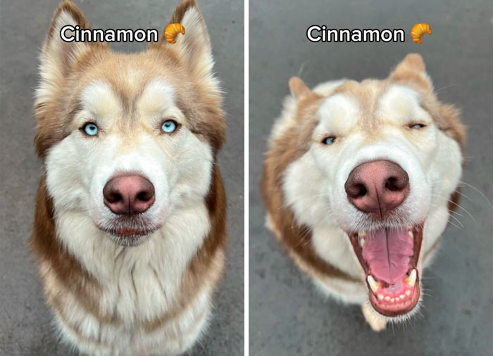 Dog before and after being called a good girl, one with calm expression, one with a happy, open-mouthed smile.