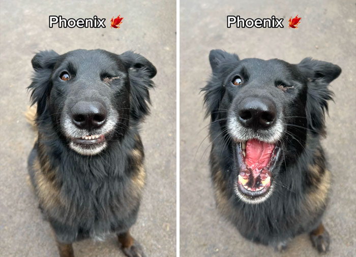 Before and after pictures of a happy black dog named Phoenix reacting to being called a good boy.