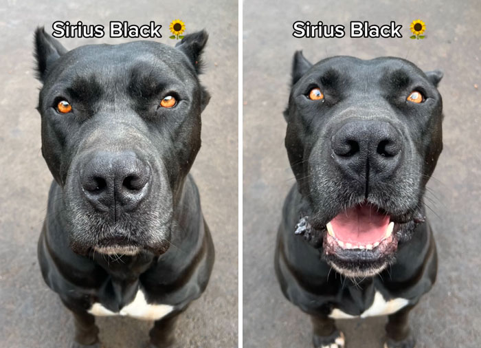 Dog before and after being told they're a good boy, with ears perked and mouth open.
