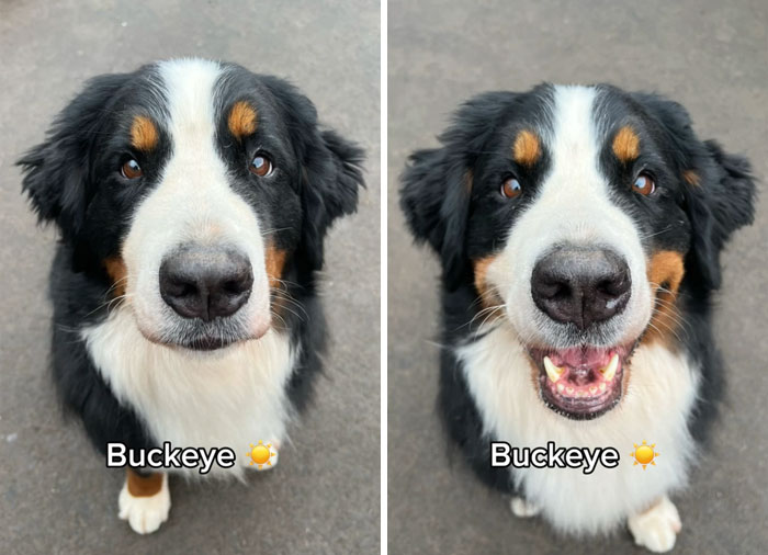 Before and after pics of a happy dog named Buckeye, reacting to being called a good boy.