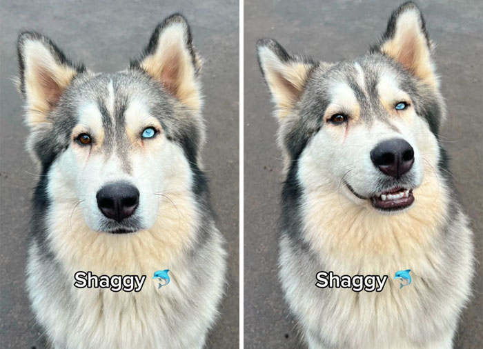 Dog being told they're a good boy, before and after, looking pleased and content.