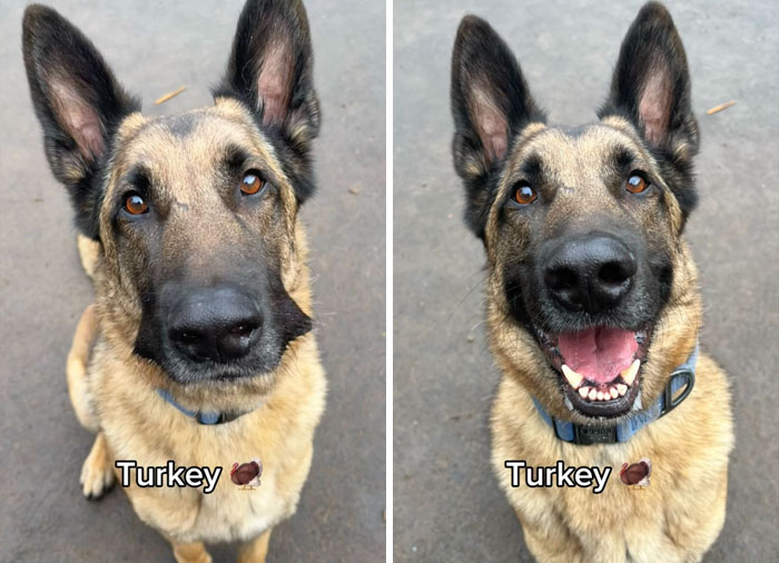 Dog before and after hearing they’re a good boy, with happy expressions.