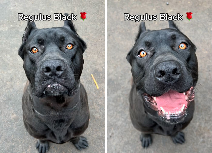 Black dog with orange eyes, before and after being told they’re a good boy, looking happy and attentive.