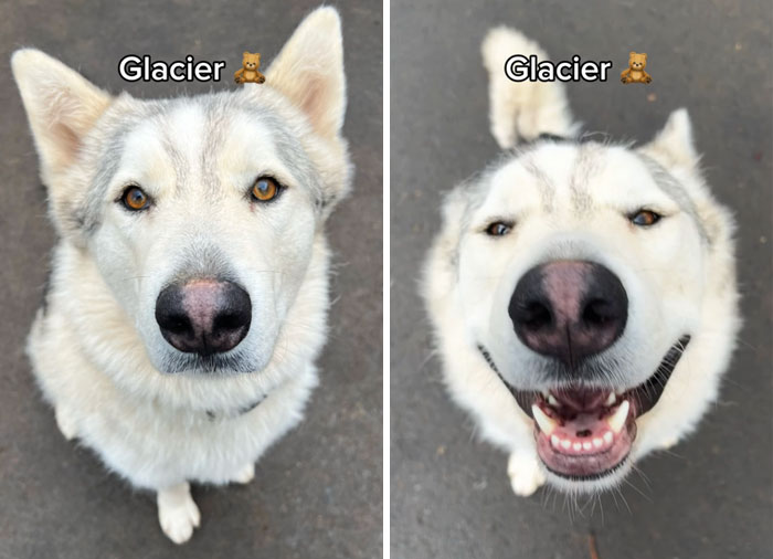 Before and after of dog Glacier reacting joyfully to being called a good boy.