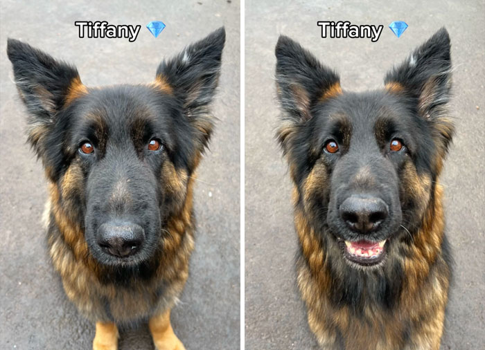 Before and after of a German Shepherd being told they're a good dog with a happy expression.