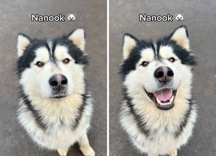 Nanook the dog with a neutral face, then smiling after being called a good boy.