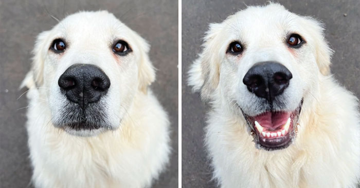 Incredibly Wholesome Before And After Images of 17 Dogs Being Told They’re A Good Boy/Girl