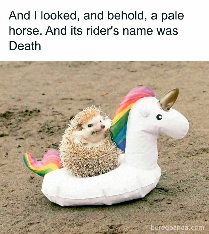 Hilarious image of a hedgehog sitting in a unicorn float on sand with a humorous caption above.