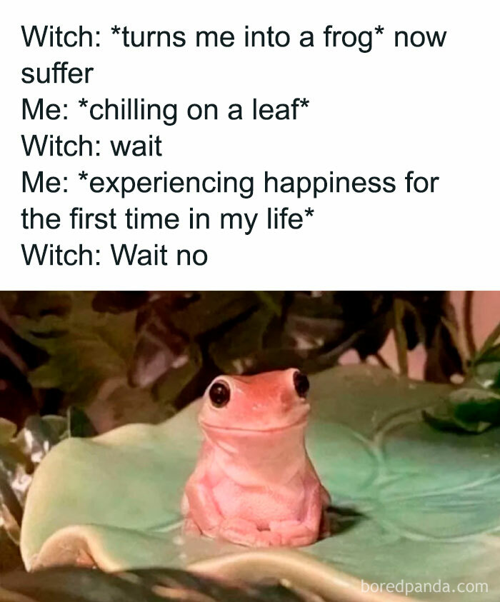 Funny image of a happy frog on a leaf with humorous text about enjoying life as a frog, despite a witch's spell.
