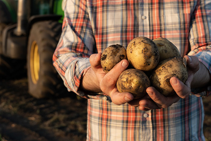 Person holding freshly harvested potatoes in a field, wearing a plaid shirt, possibly illustrating quitting jobs after one day.