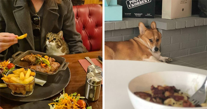 44 Absolutely Adorable Photos Of Animals Staring Hungrily At People’s Plates
