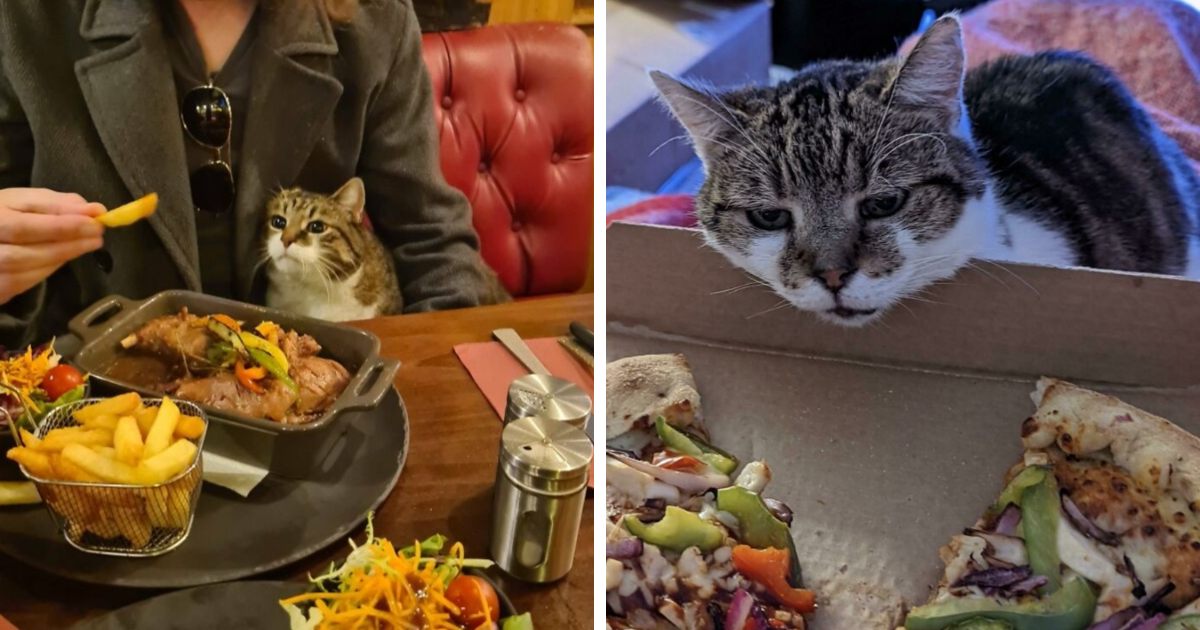 44 Absolutely Adorable Photos Of Animals Staring Hungrily At People’s Plates