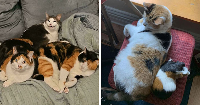 47 Goofy, Adorable And Simply Lovable Calico Cats In Their Element