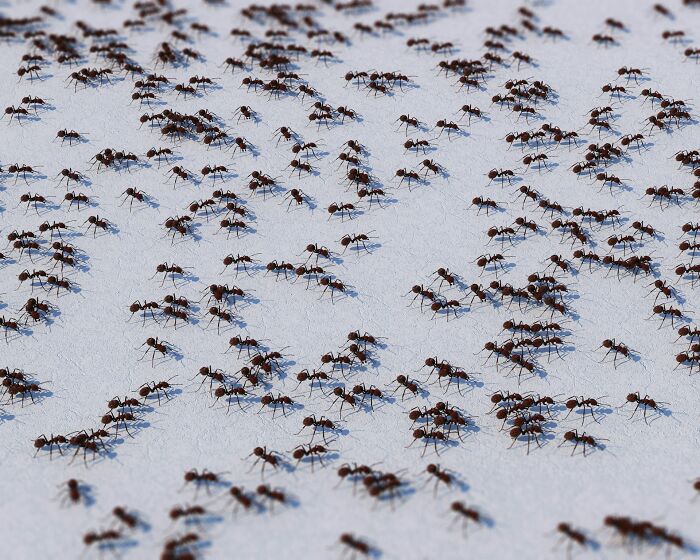 Many ants moving on a light surface, demonstrating fascinating animal behavior.