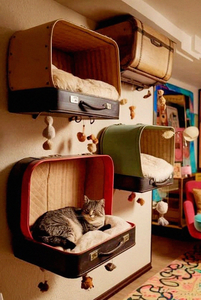 Cat lounging in upcycled suitcase beds mounted on a wall, inspiring recycling creativity.
