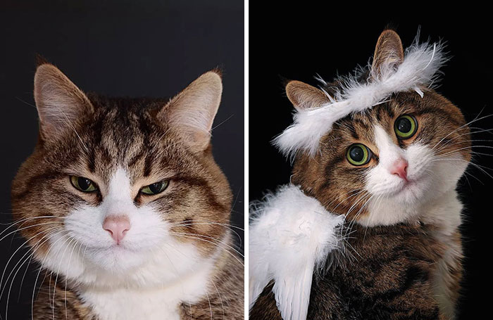 Meet Rexie, The Handicapped Cat Who Steals People’s Hearts With The Cutest Bleps And Mlems (30 Pics)