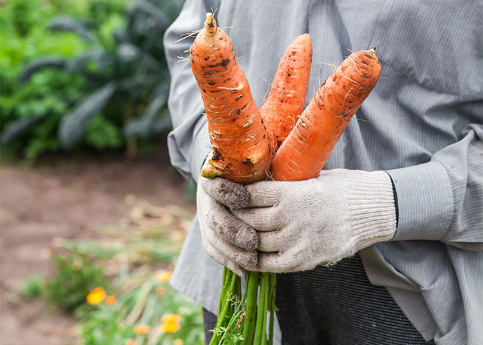 Person holding fresh carrots with green tops, wearing gloves, symbolizing proactive health measures involving natural produce.