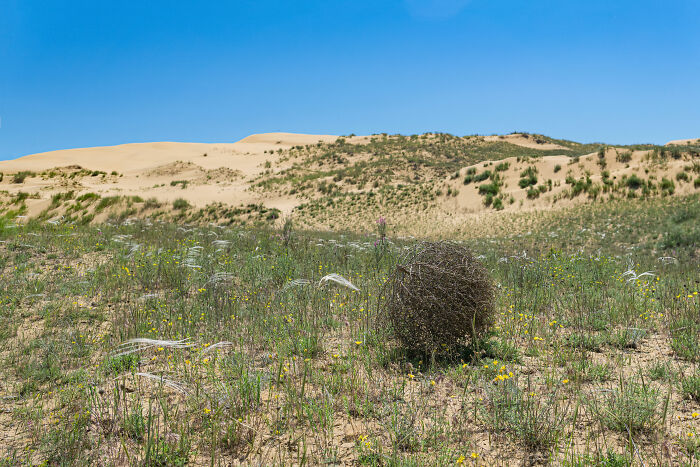 Tumbleweed in a desert landscape under a clear blue sky, symbolizing stories of overnight wealth.