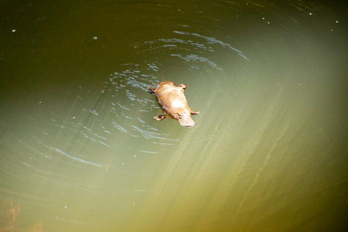 Platypus swimming in murky water, showcasing adorable and fun animal behavior.