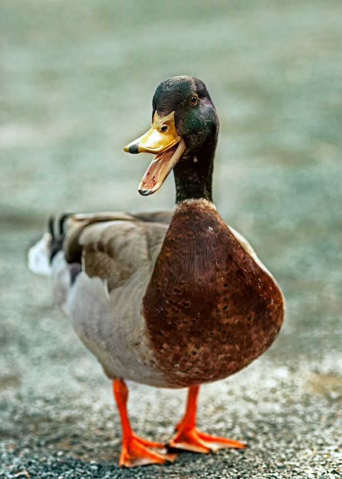 Duck with open beak standing on pavement, showcasing one of many adorable animal facts.