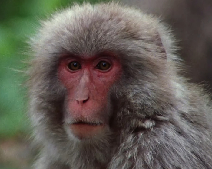 Close-up of a Japanese monkey looking directly at the camera in a forest setting.