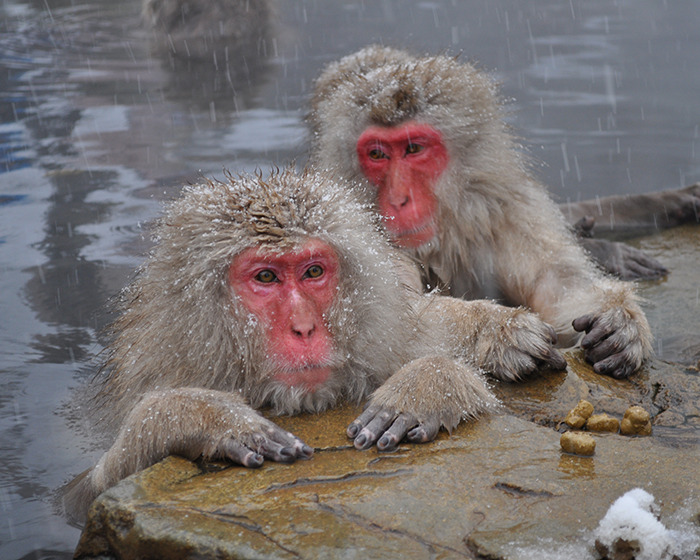 Japanese monkeys in hot springs, snow falling around them.