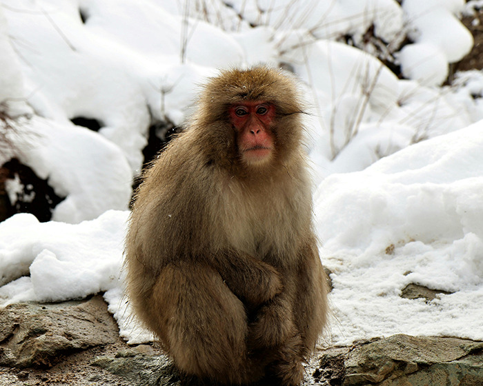 Japanese monkey in snowy landscape, sitting on rocks.