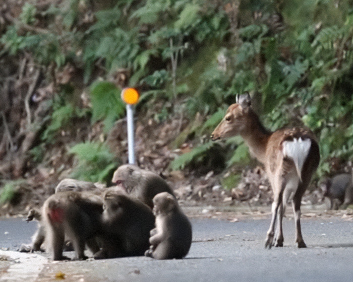 Japanese monkeys interacting with a deer on a forest road.