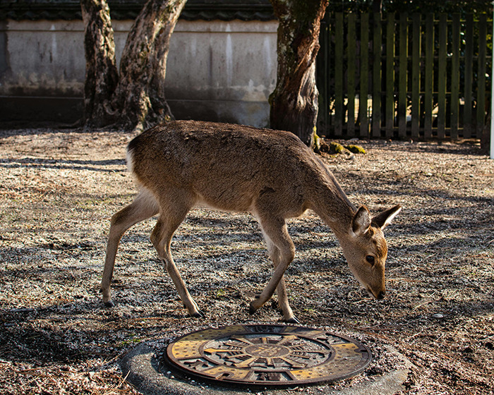 A Japanese deer standing on a paved area, surrounded by trees in a park setting.