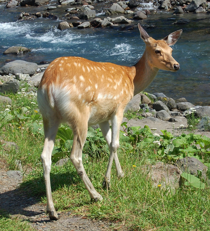 Japanese deer near a riverbank, an animal mentioned in the study of monkeys' unusual behavior.