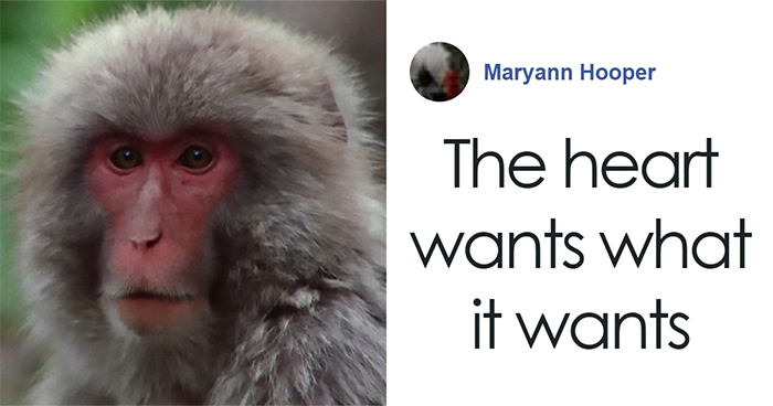 Scientists Baffled After Japanese Macaques Are Observed Teaching Each Other To Mate With Deer