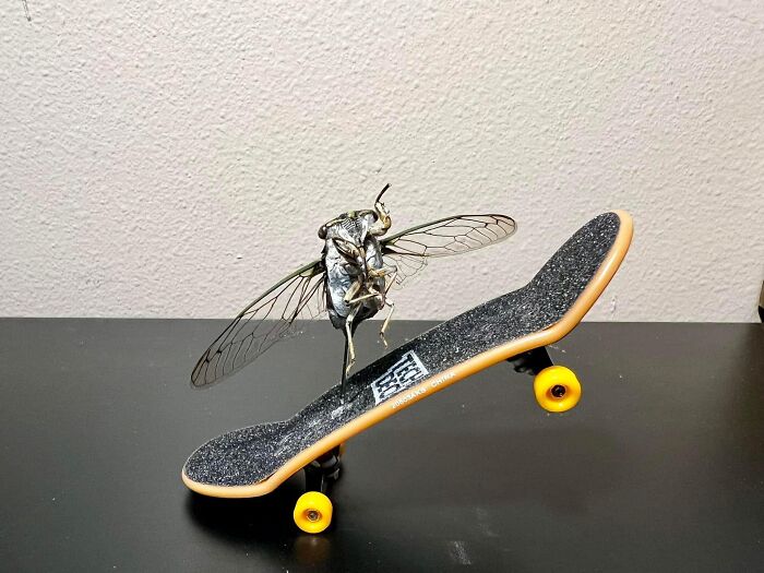 Cicada on a miniature skateboard showcases a quirky DIY project fit for craft shaming with its odd creativity.