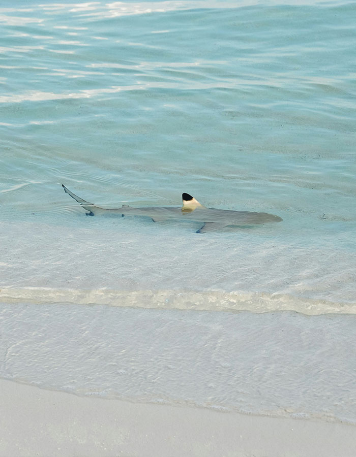 Shark swimming near shore in clear water, dorsal fin visible. Shark swimming near shore in clear water, dorsal fin visible.