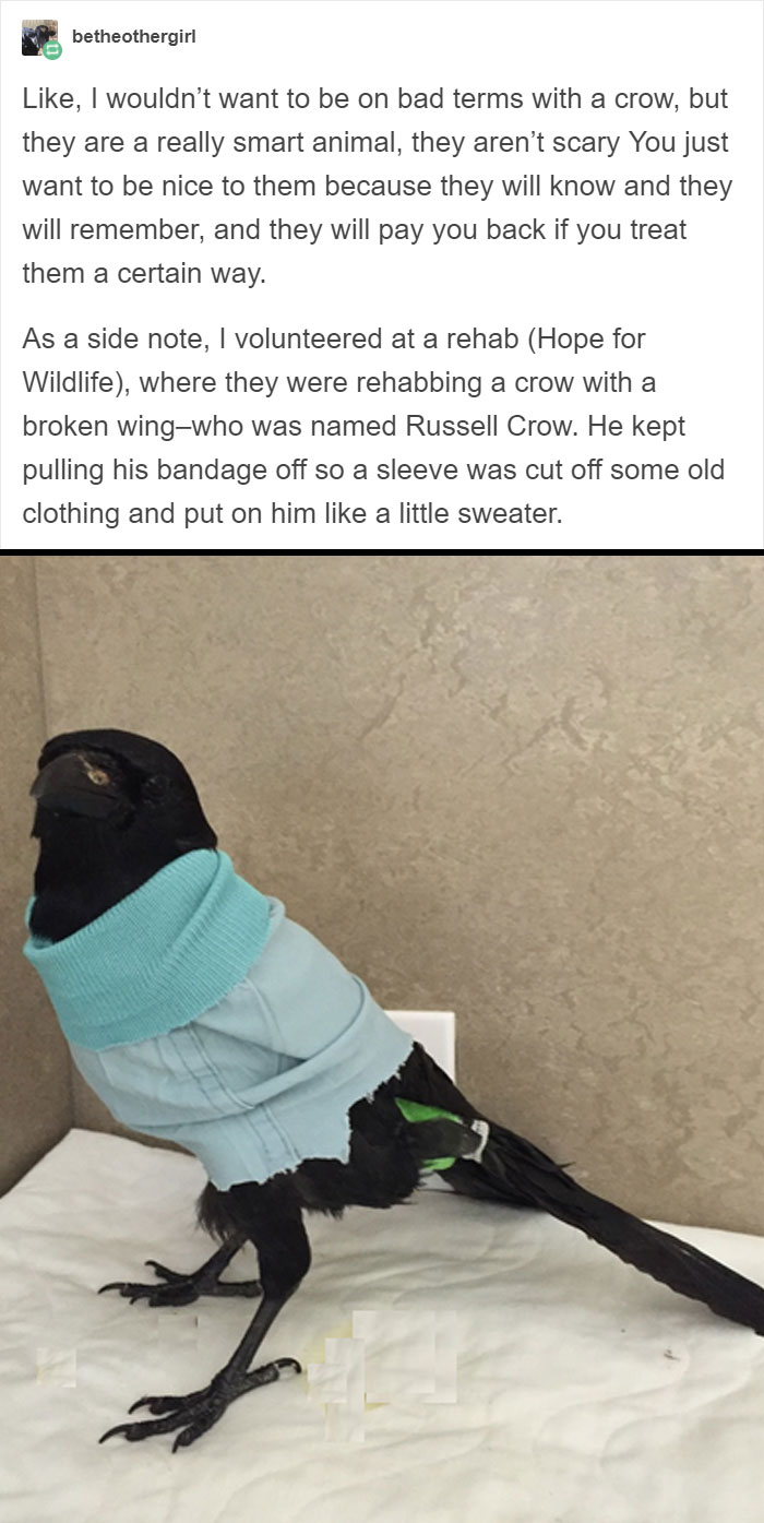 Crows Are The Best Birbs