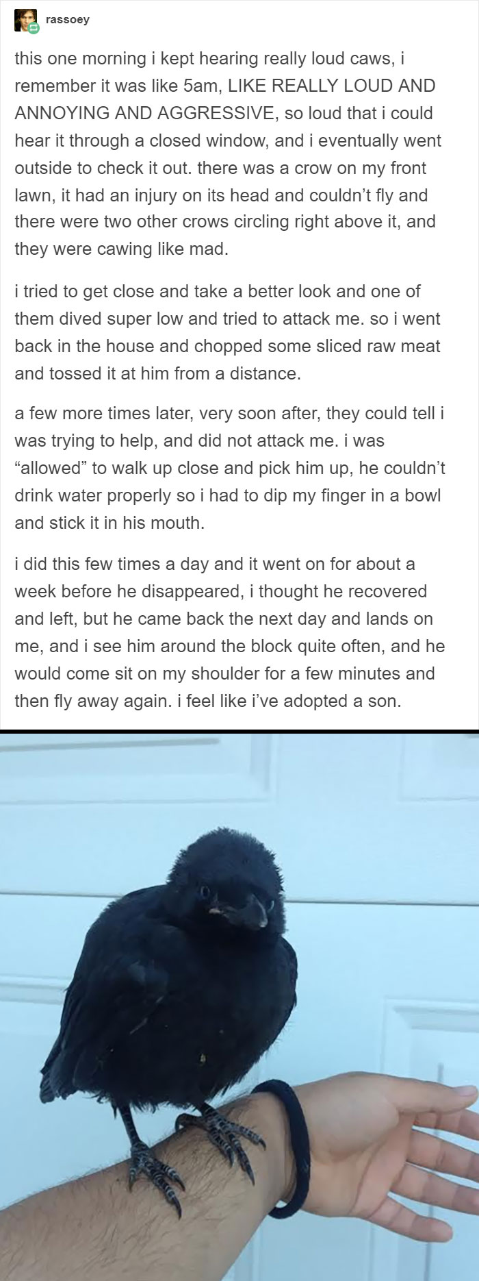 This Person Managed To "Adopt" A Crow