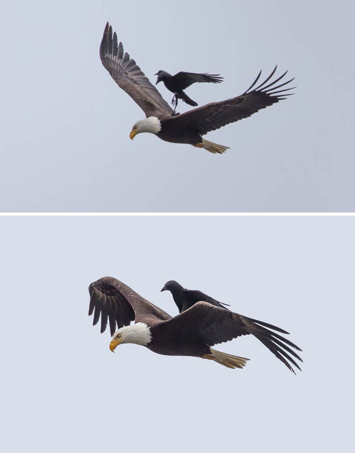 Crow Rides On The Back Of An Eagle