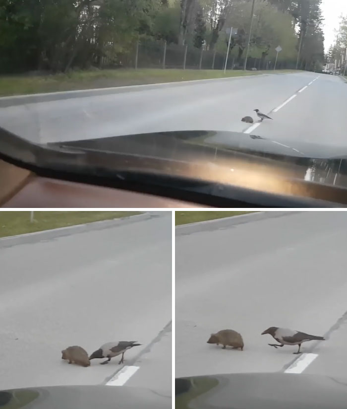 Crow Helps Hedgehog To Cross The Street