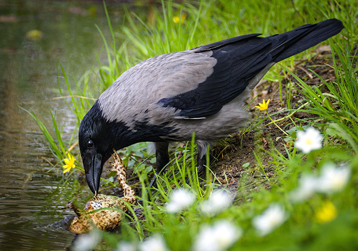 Australian Crows Get Around The Dangers Of Eating Poisonous, Invasive, Cane Toads By Flipping Them Over And Eating Only Their Thighs, Tongues And Intestines